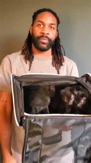 Introducing our newest bunch: Yams, (green) Beans, Mac, and Cheese! I can't say enough how important it is to spay and neuter your cats! These four were from a litter of nine who were surrendered to one of the rescues I work with. Since kittens need lots of care and grow quickly, they're often given up if they come in large litters. Our goal is to help these sweet kittens find new homes once they're a little older 😊 | Fostering kittens