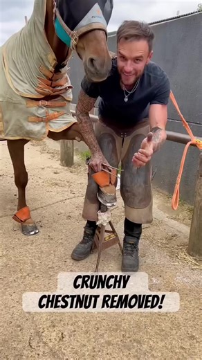 2.3M views · 3.3K reactions | Crunchy chestnut a delightful ASMR treat for my fellow enthusiasts. ✨ #ASMR #CrunchyChestnutMagic” | The Real Players Inside The Backstretch | Facebook