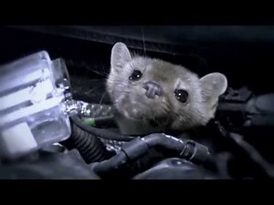 Marten released into engine compartment equipped with cameras