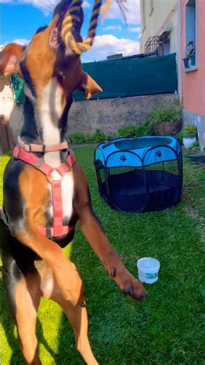 Jugando a la cuerda 🐶 #dog #perro #cachorrosdivertidos #puppy #perros #bonito #fypシ