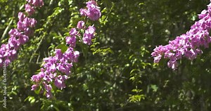 Bougainvillea glabra branches with flowers in a botanical garden