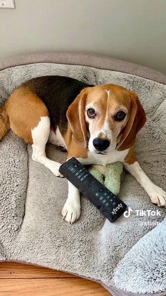 Oh my dog 😍🐶 Meet the goodest boys and girls who were gifted super-squeaky remote controls by our Xfinity employees 💜