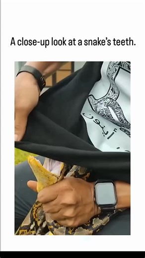 Explainer on Instagram: "The post shares a 15-second video of a handler closely examining a yellow ball python's open mouth, exposing its rows of sharp, backward-curving teeth, which has amassed over 5 million views and 2,800 likes since December 28, 2025. Pythons like this one feature aglyphous dentition—solid, needle-like teeth numbering 25-35 per jaw, angled to grip prey without venom delivery—contrasting venomous snakes' hollow fangs, per herpetological research on constrictor anatomy. User