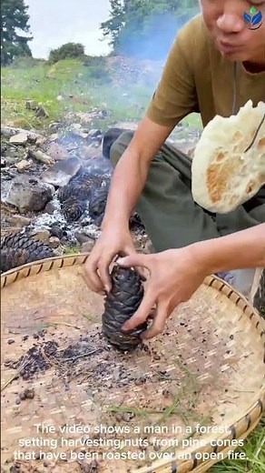 Foraging in the FOREST: How to roast PINE CONES for a delicious snack! ✨🥜