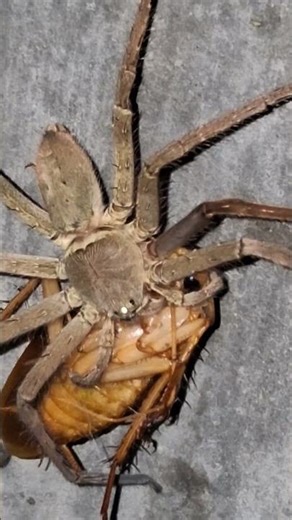 social insects#spiders.