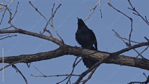 Black crow cawing and flapping its wings in a tree branch