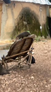 126K views · 1.8K reactions | Le serpent la mangouste ( mangeur de serpent) le chat et les poulets | Degaule PANDA le fou sage | Facebook