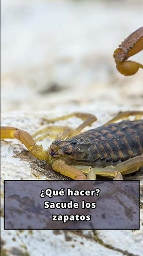 Escorpión pequeño asesino con veneno mortal