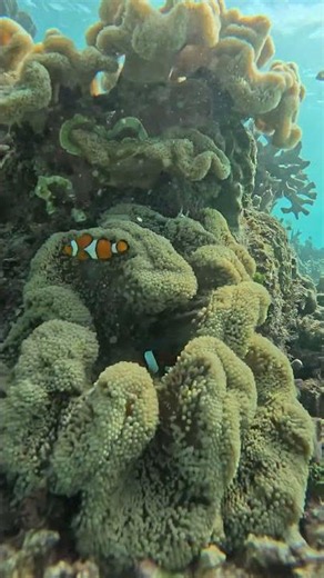 【石垣島】透明度抜群、お魚乱舞止まらない♪7月17日シュノーケリング動画