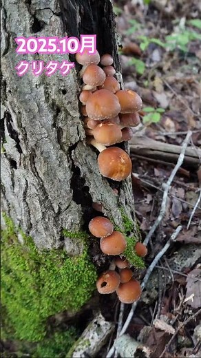 2025.10月 クリタケ出ました🍄 晩秋ですね… #shorts #キノコ #キノコ狩り #mushroom #クリタケ #菌活 #岩手 #天然食材