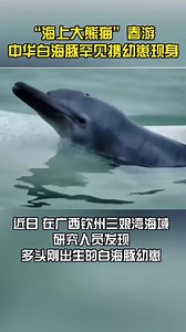 “海上大熊猫”中华白海豚 罕见携幼崽现身，海豚宝宝好可爱！#中华白海豚