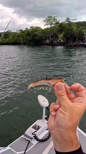 8.7K views · 559 reactions | The Flick Prawn doing doubles! Jack and Barra always devour the prawn 戀 @bowlys_fishing #chasebaits #troutfishing #barrafishing | Chasebaits Australia | Facebook