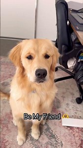 👋 Hi , I am super friendly 🫶 #goldenretriever #dogreaction #leo #friendly #pawsome #happydog #dog