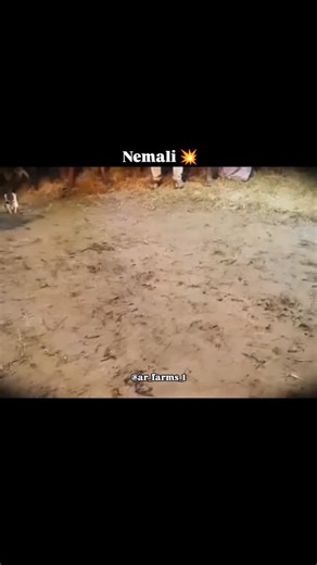 AR_FARMS_1 on Instagram: "Nemali 💥 . . . . .#ar_farms_1 #exolorepage #viralreels #bhimavaram #metavatamkollu"