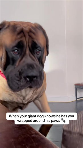 20K views · 629 reactions | bowsersworld #dogsoftiktok #bigdogsoftiktok #dogs #cute #bigdogs #englishmastiff #fyp #mastiffsoftiktok #giantdog #funny #englishmastiffsoftiktok #justsayno #puppyeyes #begging #cute | Dogs Animals | Facebook