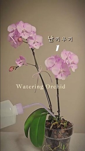 💦서양란 키우기 1편🌸 How to water orchids #서양란#서양란키우기#서양란물주기 #orchid