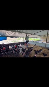 Join the Thriving Roadrunner Chicken Industry with Nhema Chickens!🐓🌾 Dear fellow farmers, Are you looking to diversify your farming operations or explore new opportunities in the poultry industry? Look no further! Nhema Chickens invites you to join our growing network of contract farmers and experience the benefits of commercializing indigenous Roadrunner chickens. 🌟 Our CEO, Mr. Nhema, recently visited some of our contract farmers and witnessed firsthand the success of our Roadrunner chicken