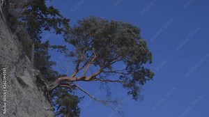 Madrona Tree clinging to side of sandy bluff on Camano Island, Washington State during late afternoon in the Spring season.