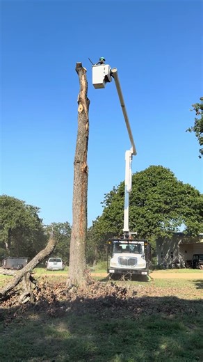 Lightning stroke and kill large oak using altec bucket truck