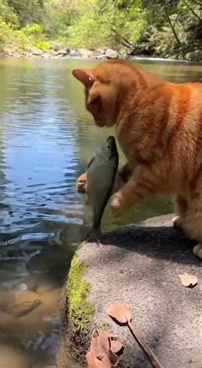Lazy Garfield catch fish #cat #fish #wildlife #garfield