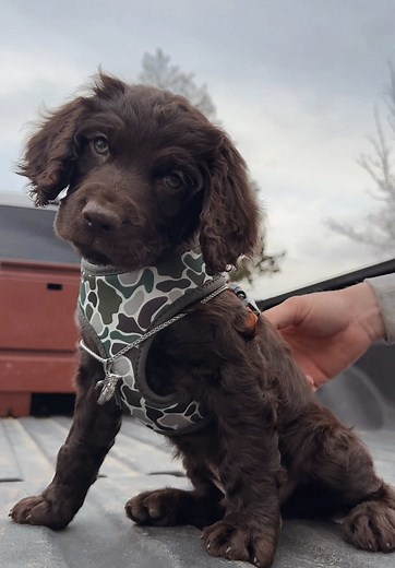 Meet our newest edition to the family, moose🩵 #boykinspaniel #puppy #boypuppy #ournewbabydog #moose #viral #beautifulboy