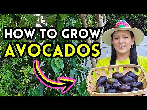 5 Expert Tips To Grow LOTS of AVOCADOS In Your Home Backyard Garden