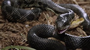 Black Rat Snake Finishes Eating Rat Stock Footage Video (100% Royalty-free) 1099532439 | Shutterstock