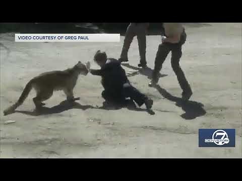 Mountain lion shot in Larimer County after attacking civilian, deputy