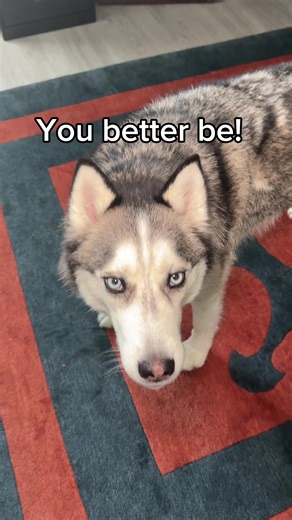 My husky gets mad for disappearing on him! 😭 #huskies #talkingdogs #funnydogvideos #sassydog #cutedogvideos