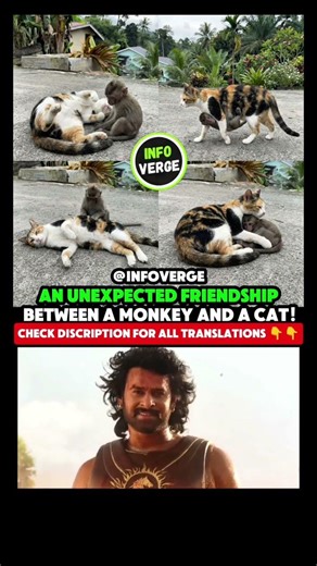 An Unexpected Friendship Between a Monkey and a Cat