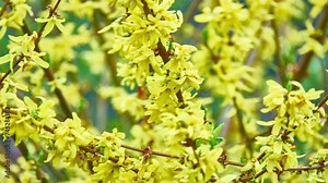 Forsythia (Easter tree) is genus of flowering plants in olive family Oleaceae. There are about 11 species, mostly native to eastern Asia, but one native to southeastern Europe. Stock Video