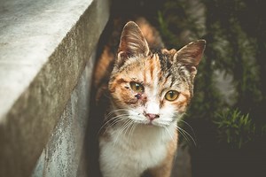 What Antibiotic Ointment is Safe for Cats? Read Before Applying | Walkies and Whiskers
