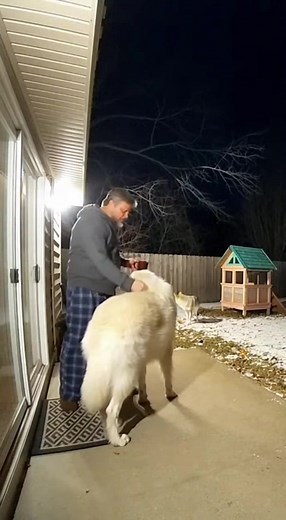 Man 14-year-old Pyrenees vs coyote near the kids’ playhouse (Idaho) #OldPyrStillKing #IdahoNight | Bright Paws Living