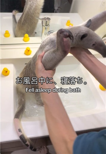 お風呂が気持ちよくて寝落ちした瞬間