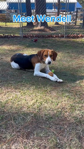 Meet Wendell 🐶 🐾 On July 2nd more than 35 dogs were seized from a Berkeley County property. Although his past was harsh, his heart somehow stayed tender. He adores running in the yard, playing with his toys, and then curling up for some quiet cuddle time. He has a nose for adventure, all he’s missing is a good companion! ❤️ If you’re ready to gain a new best friend, come visit 131 Central Berkeley Drive, Moncks Corner, SC to meet Wendell or call (843)-719-5050. #rescuedog #adopt #secondchances