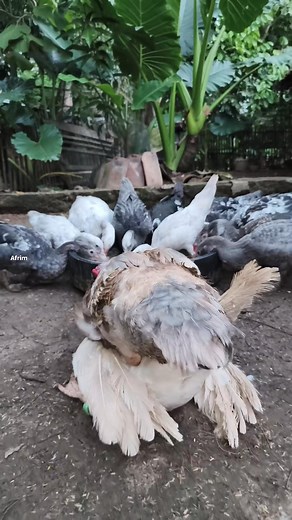Raising Muscovy ducks is fun🦆🦆🐥🐥🥰 | Afrim