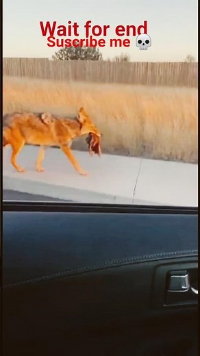 fox funny #funny #fouryou #viralshorts