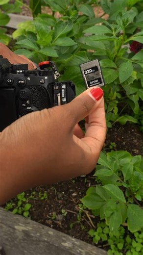In full bloom 🌿🌸 Check out the Lexar CFexpress Type A SILVER Card to capture detail like this on your Sony Alpha and Sony FX cameras 📸 https://americas.lexar.com/product/lexar-professional-cfexpress-type-a-card-silver-series/ 🎥: Lexar Elite Wild Gina @wildgina #lexar #lexarmemory #shotonlexar #lexarelite #CFeTypeASILVER #artofvisuals #photography #nature #sony | Lexar