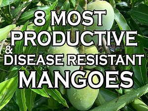 8 Most Productive & Disease Resistant Mangoes in our South Florida garden