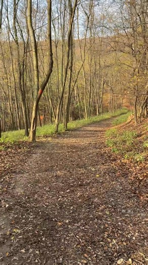 2.1K views · 41 reactions | The Little Carpathians in autumn? 朗 A colorful paradise! 李 Head out for a walk, breathe in the fresh air and enjoy the sunshine. ☀️ A great trip idea is the ruins of Pajštún Castle—just a stone’s throw from Bratislava. | Visit Slovakia | Facebook
