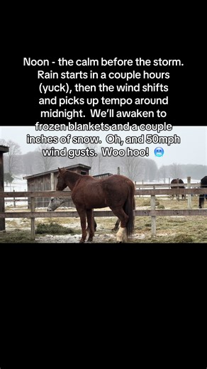 #horsesoftiktok #equestrianlife #genx #frozen #barnlife