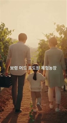 보령사현 머드포도원 체험｜포도 한 알에 담긴 웃음, 가족이 함께 따는 행복
