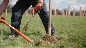 Sapling tree planting