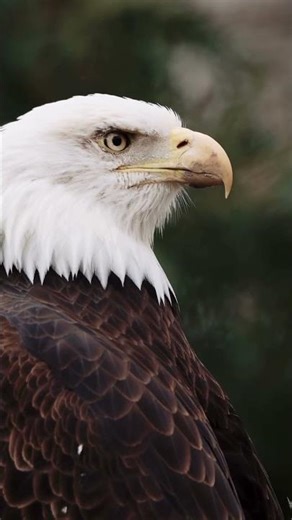 The Sound of an Eagle Screeching
