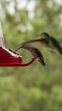 Hummingbird Sounds and Calls