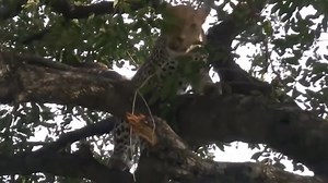 1M views · 10K reactions | Exploring Wild Nature on Reels | Facebook