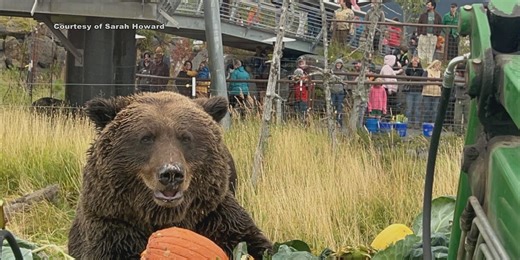 Big vegetables for big appetites: Bears munch on produce from the Alaska State Fair