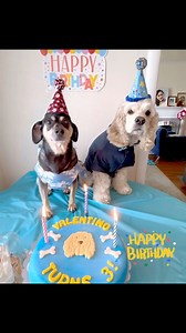 Rescued cocker spaniel loves to celebrate his birthday! 🎂 | Camp Cocker Rescue