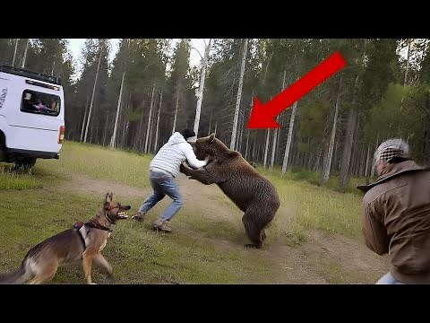 Heart-Stopping Bear Attacks Filmed Live!