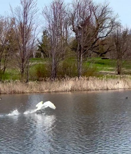 White Swan Taking Off - Graceful Flight Over Water